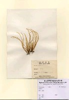 藏品(沙菜屬)的圖片